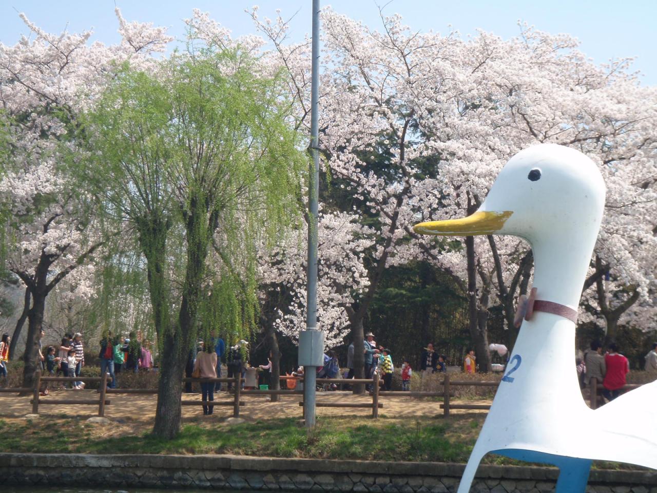 Blossoms, bikes and BBQ – a perfect day in&nbsp;Korea