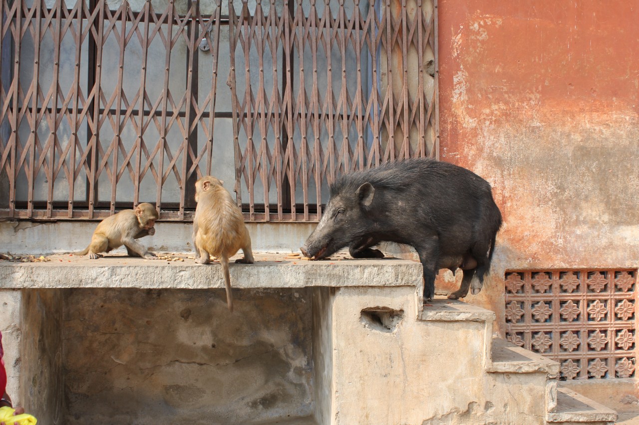 The Hottest Rickshaw Driver in the Sub-Continent?  Oh, and&nbsp;Jaipur.