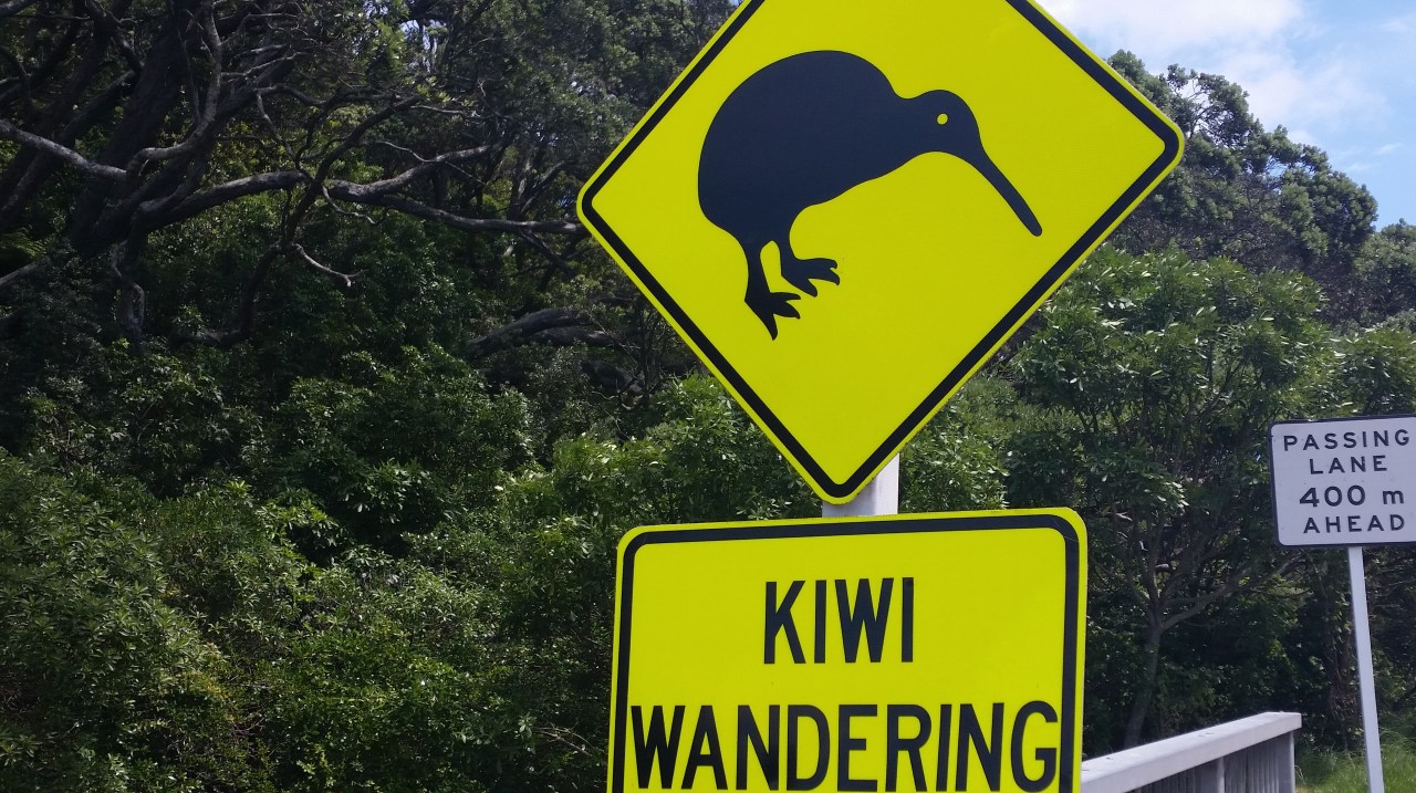 Kiwis Wandering…
